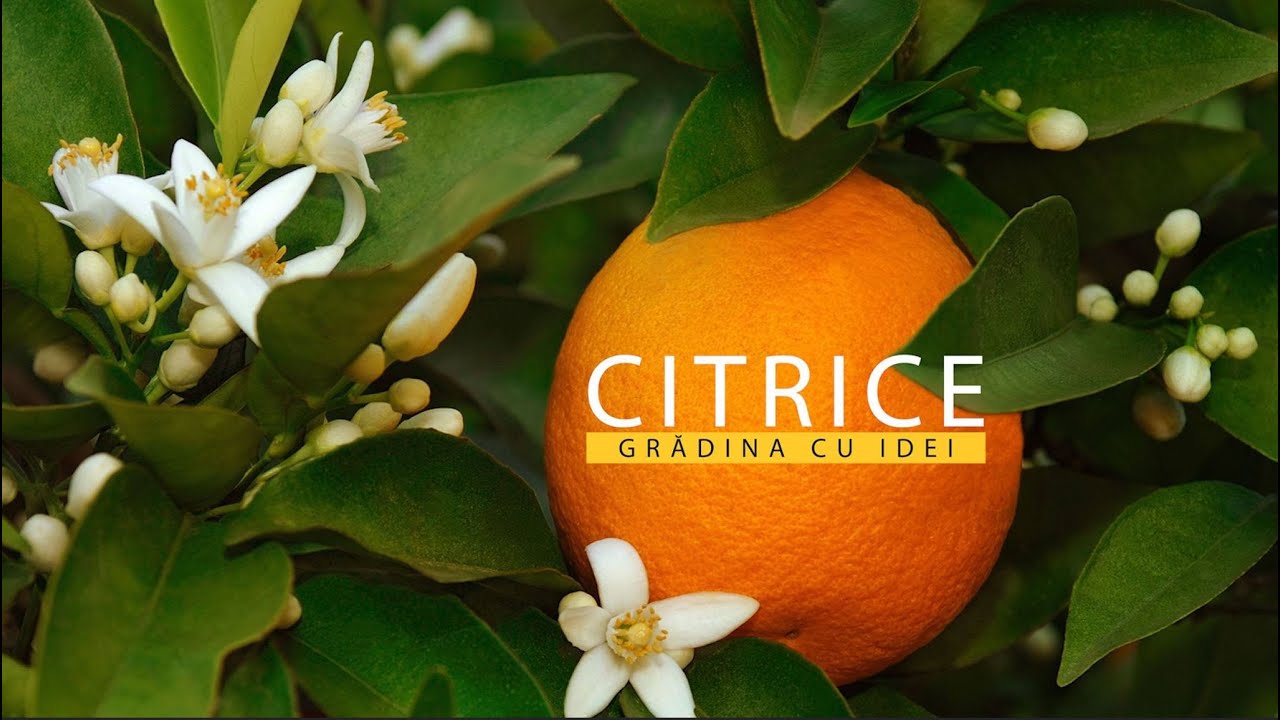 Totul despre creșterea și îngrijirea citricelor