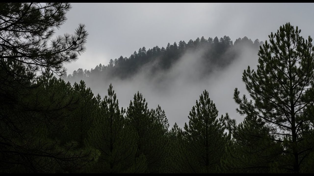 Steady Night Rain and Thunder for Deep Sleep and Stress Reduction | All Night Long
