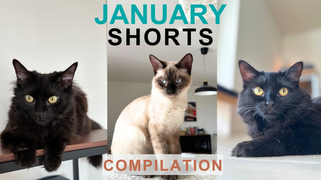 My Cats’ Best Moments | January Shorts Compilation
