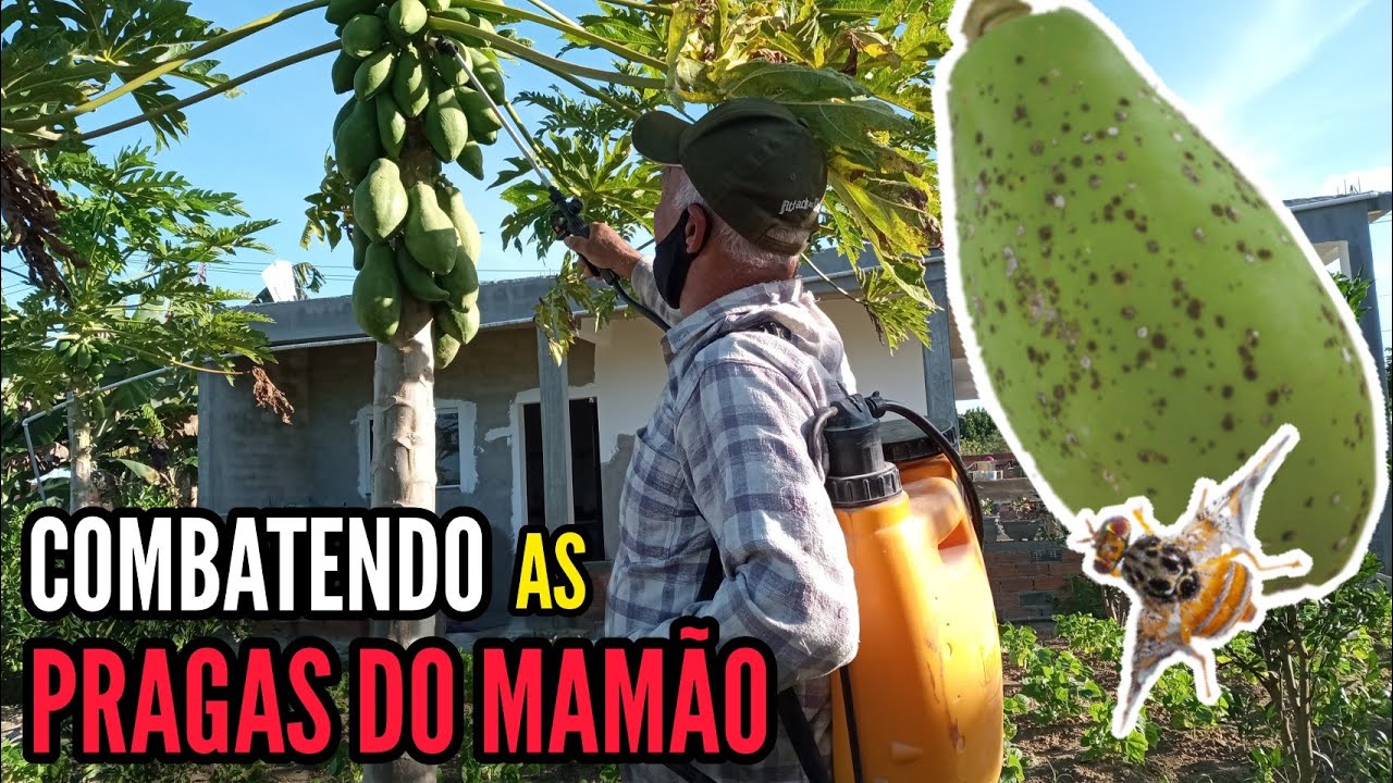 Como combater as PRAGAS DO MAMÃO?
