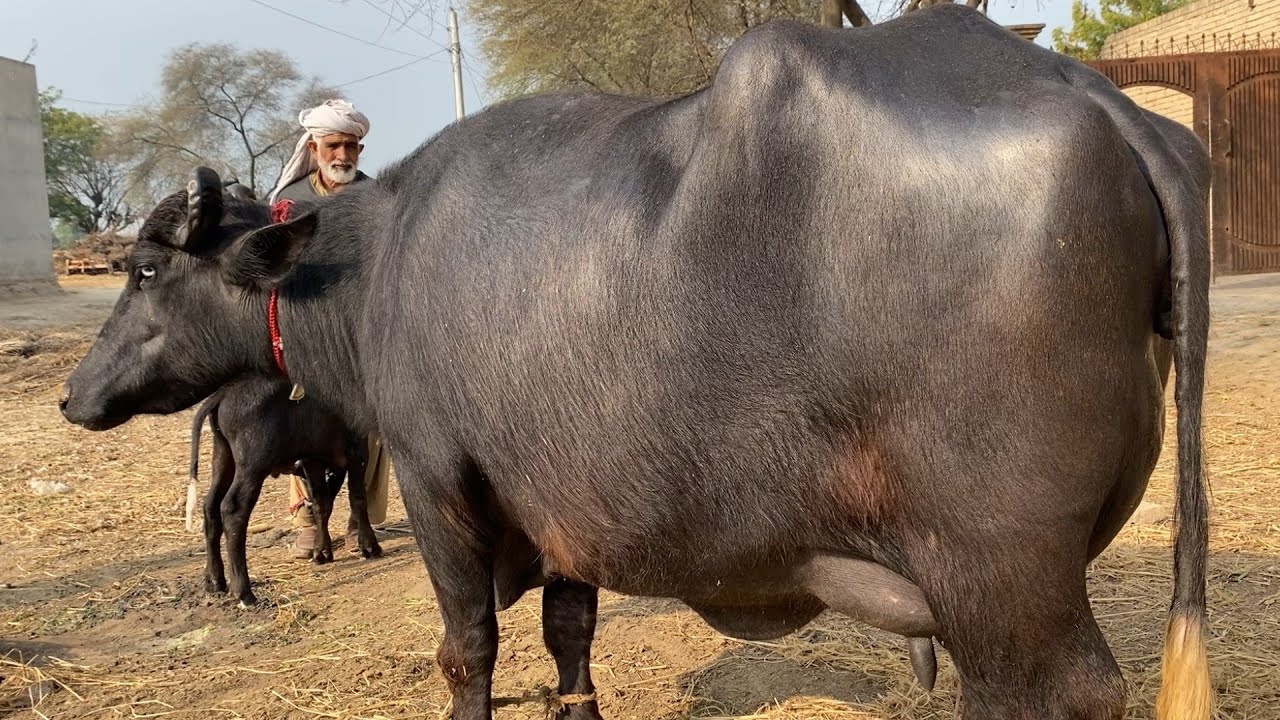 Buffalo for sale in Punjab Pakistan YouTube second/2/2/2026 time#03480678468 