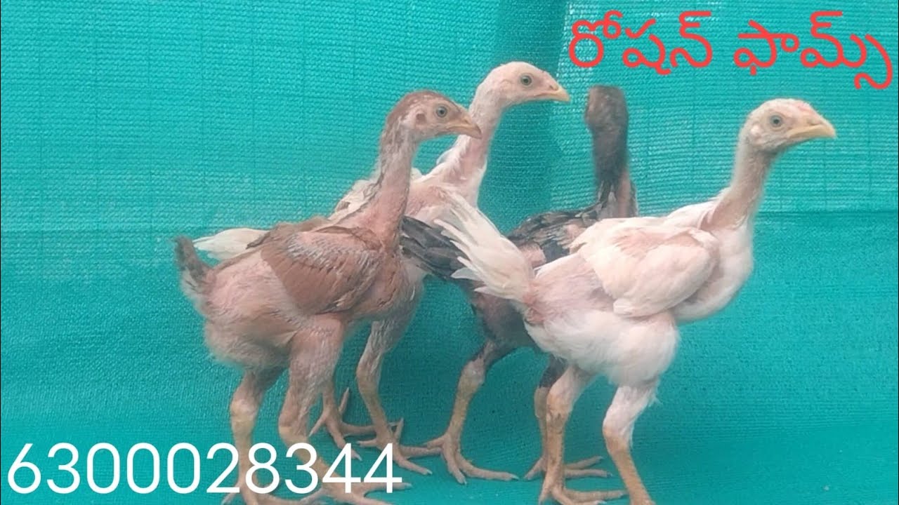 6300028344. టు టాప్ క్వాలిటీ 7 పిల్లల బ్యాచ్