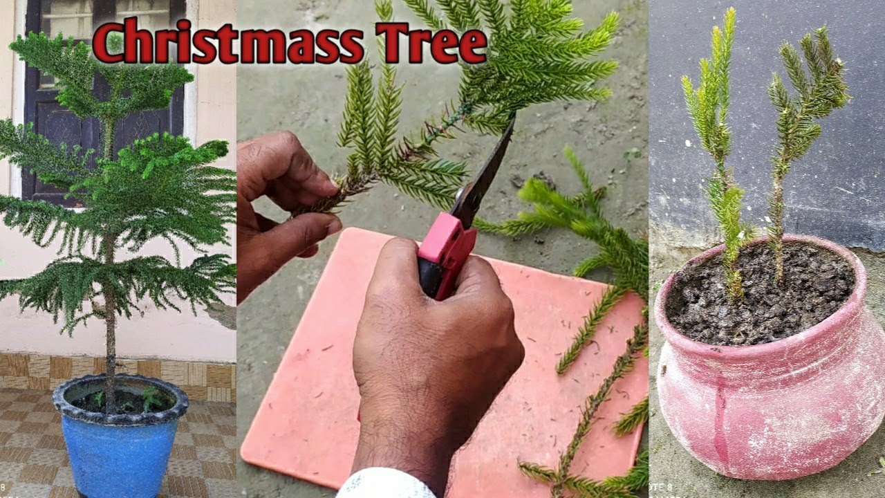 Christmass tree propagation. Easiest way to propagate christmass tree at home/ Pine tree cuttings