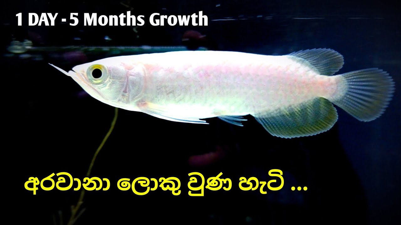 ගෙනාපු දවසේ ඉදන් අරවානා ලොකු වුණ හැටි | Arowana Fish Growth Step by Step ✨️🌊