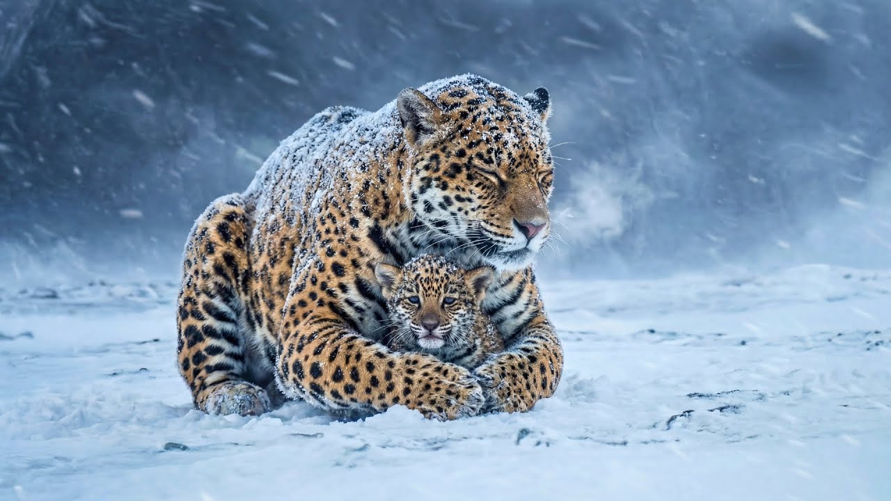 Heroic Rescue Awareness | Mother Jaguar Shields Her Cub from a Blizzard — What Next is Shocking