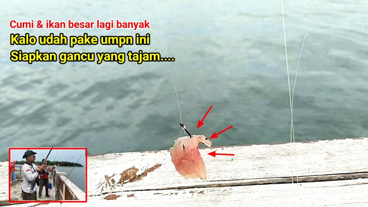 PULAU CIPIR.! Edan Cumi dan ikan lagi banyak.!Banjir rob gagal MANCING BAGAN ke sini solusi nya aman