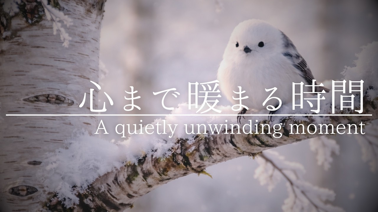 「Relax & Seasonal Sounds|早朝の白樺とシマエナガ｜心まで暖まる時間｜11時間ライブ」のコピー