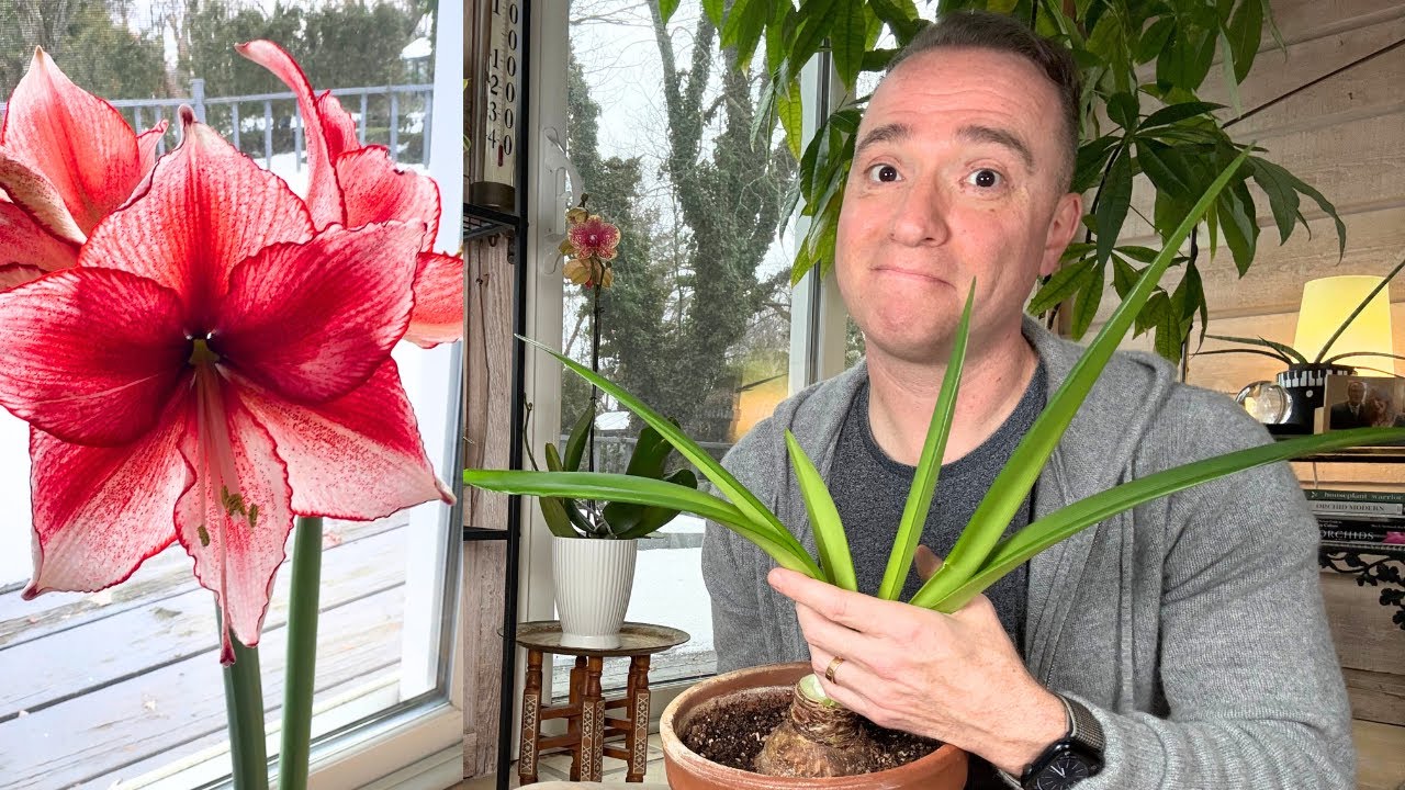What to Do With Amaryllis After They Bloom: Amaryllis Care 101