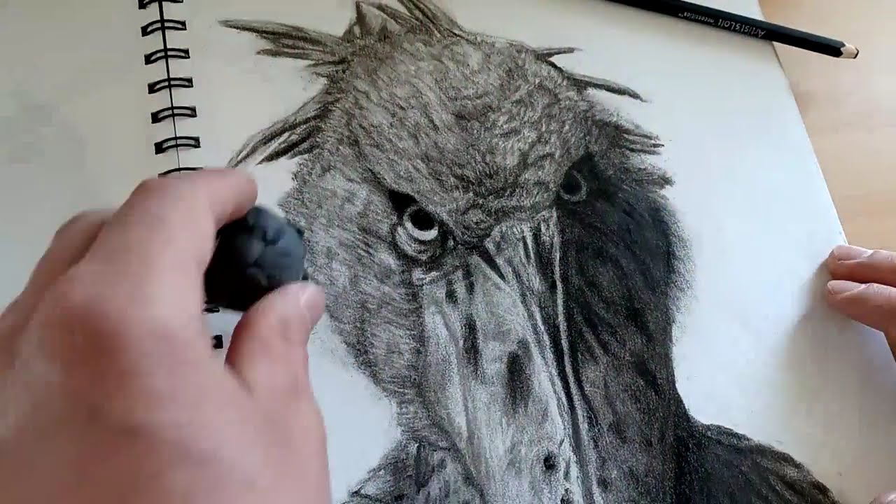 Drawing a Shoebill Stork