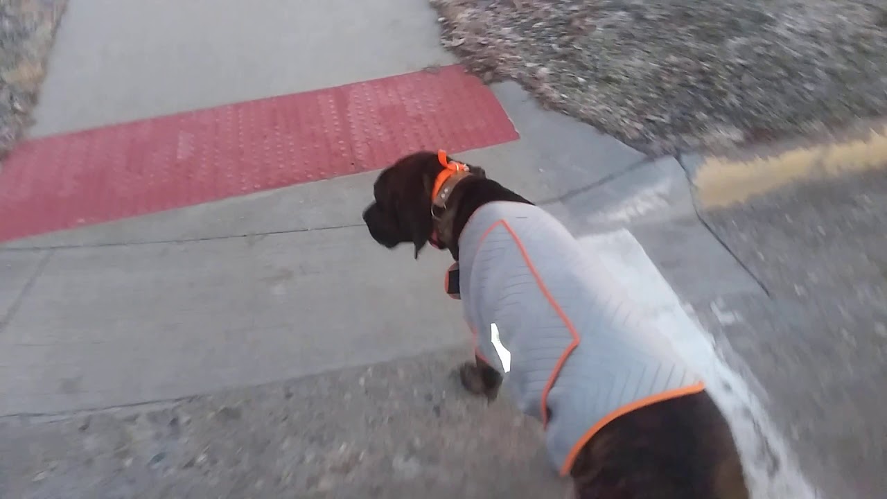 Training a dog to heal. Plott Hound.