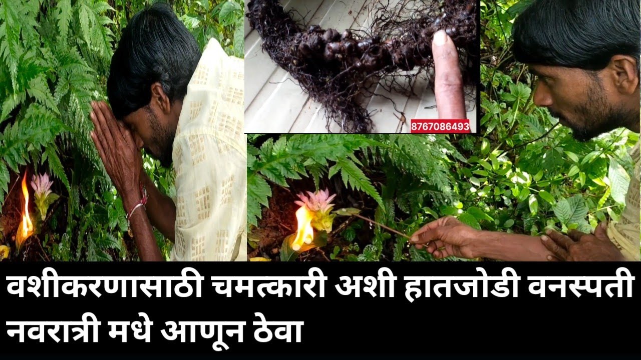 वशीकरणधनप्राप्ती हातजोडी वनस्पतीBring this miraculous hand-held plant for vashikaran during Navratri