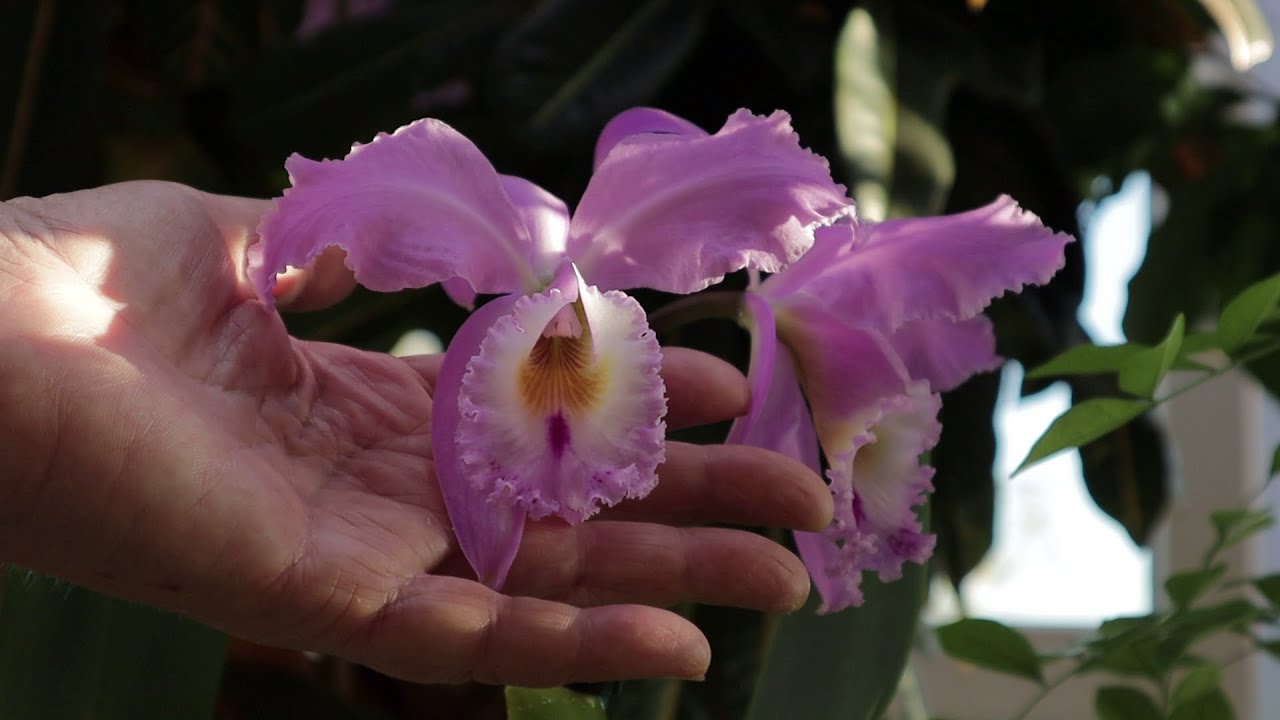 Cattleya labiata punctata x Cattleya labiata punctata (quase concolor) AWZ, Бразилия