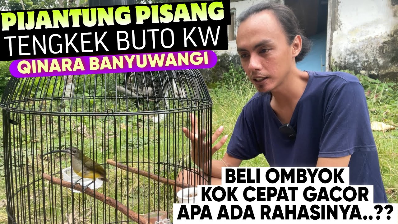 INI DIA RAWATAN PIJANTUNG PISANGKU YANG KEMARIN OMBYOK KOK CEPAT GACOR