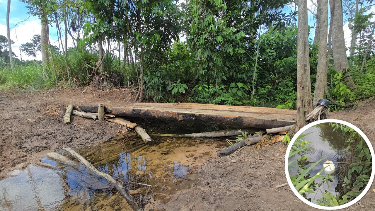 Preparei uma CEVA no território da Onça, Dia dia na Toca do Sapo.
