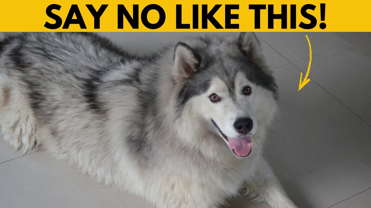 This is how to make your Siberian Husky obey the first time!