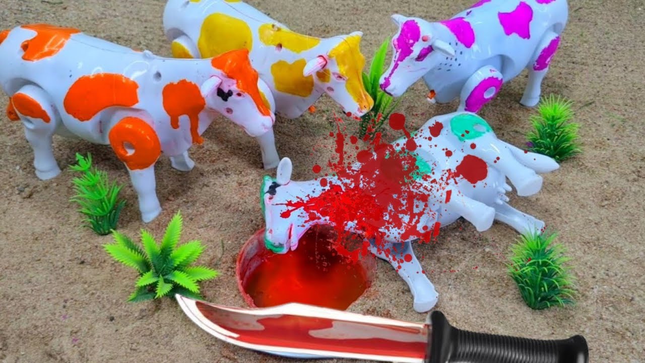 WADIDAU PROSES POTONG SAPI QURBAN, SIMOLASI PEMOTONGAN SAPI QURBANI