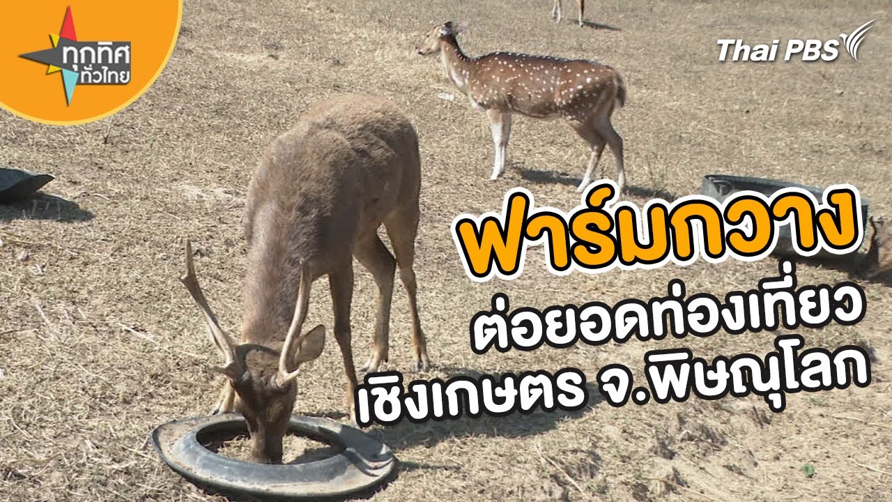 ไอเดียทำฟาร์มกวาง ต่อยอดเกษตรเชิงท่องเที่ยว จ.พิษณุโลก | อาชีพทั่วไทย