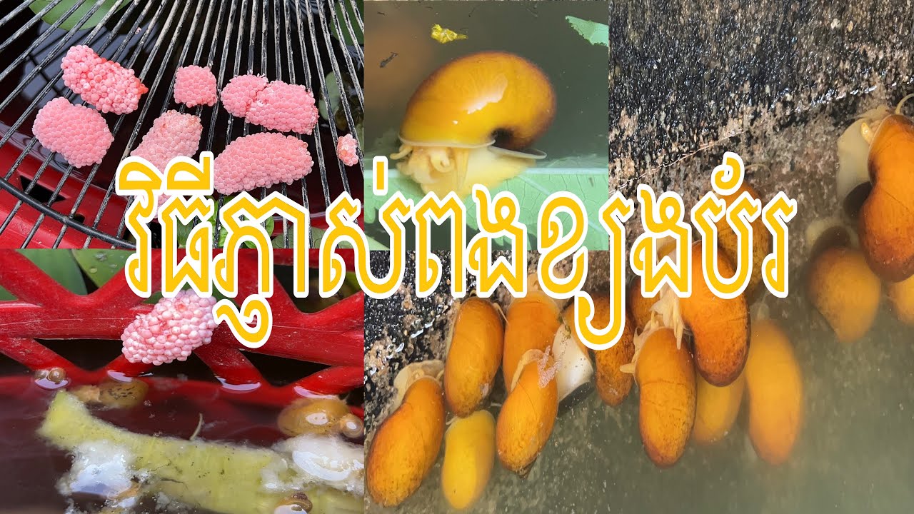 វិធីសាស្ត្រភ្ញាស់ពងខ្យងប័រ ឬខ្យងឈើរី និងការចិញ្ចឹមខ្យងប័រតាមបែបធម្មជាតិ