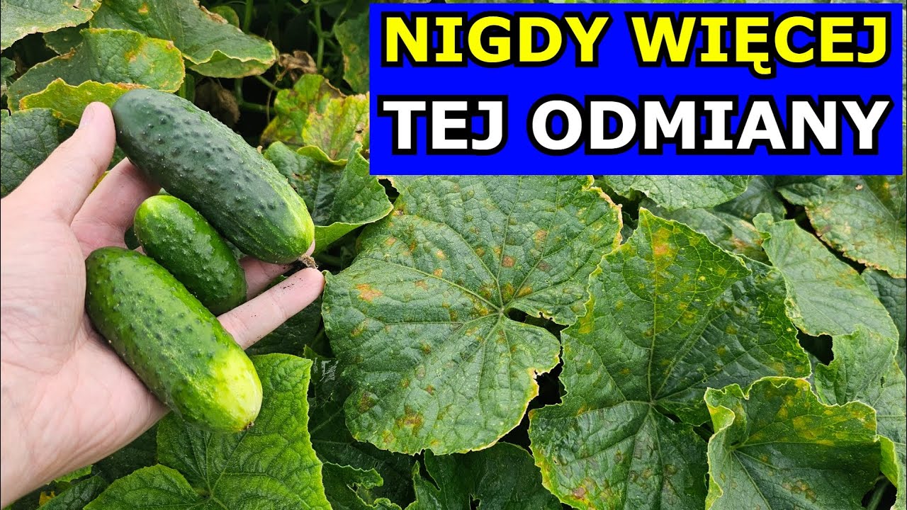 Najgorsza Odmiana Ogórka gruntowego. Nie Kupię już - Choruje. Uprawa Ogórków Polecane Odmiany Oprysk