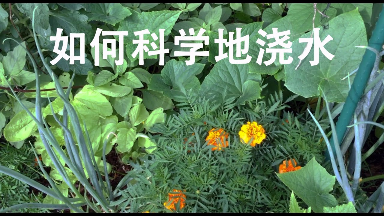 如何科学地浇水--滴灌系统的六大优点