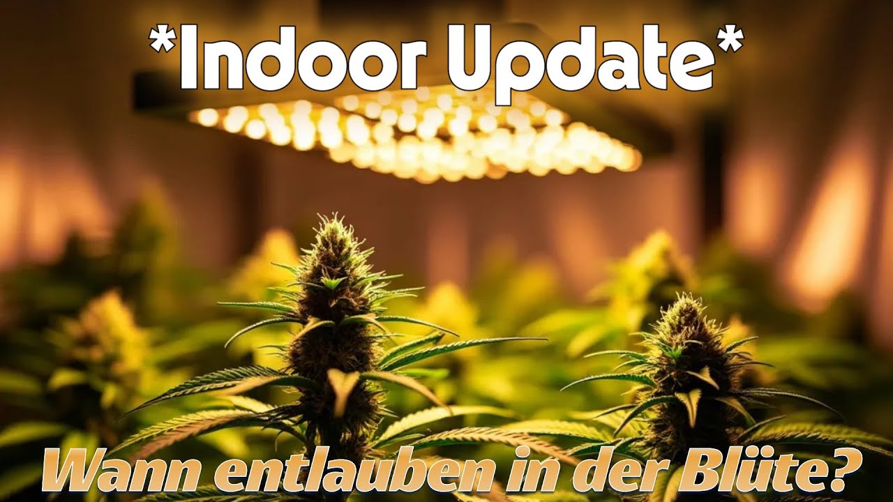 Am 21sten Tag die Pflanzen beschneiden? Barneys Farm Teil 5