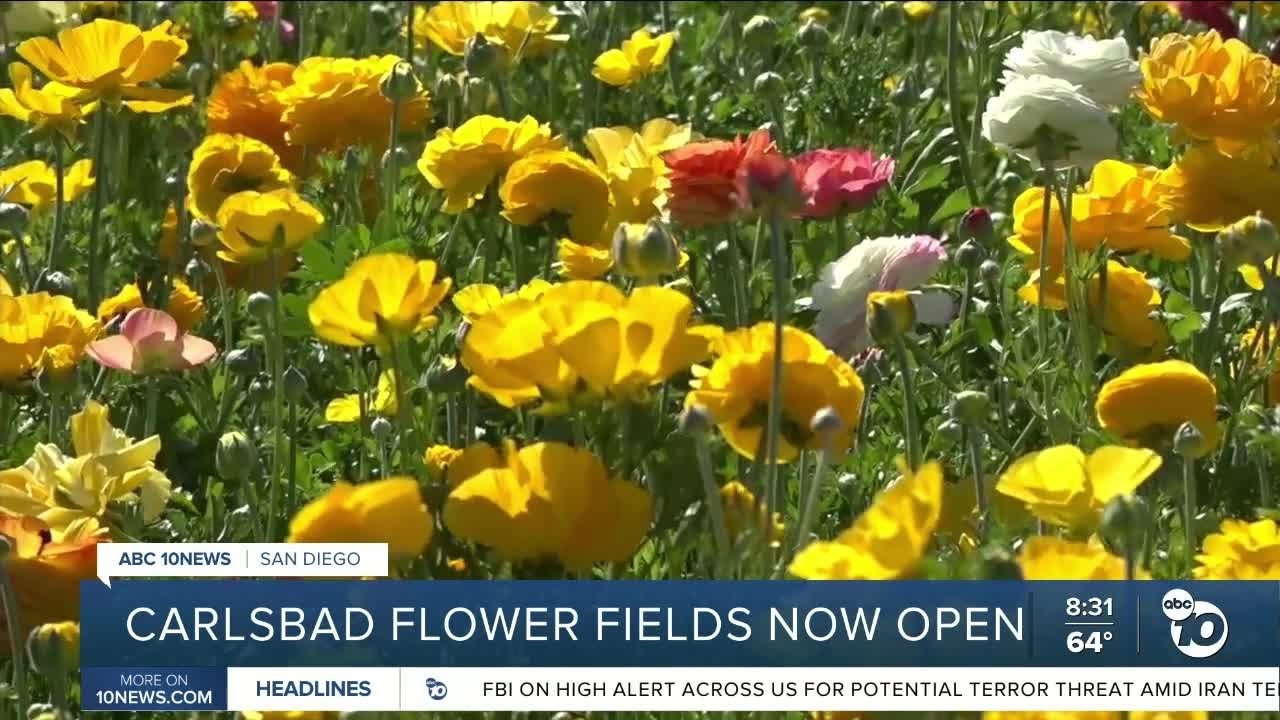 Carlsbad Flower Fields 2026 season -- An early bloom!