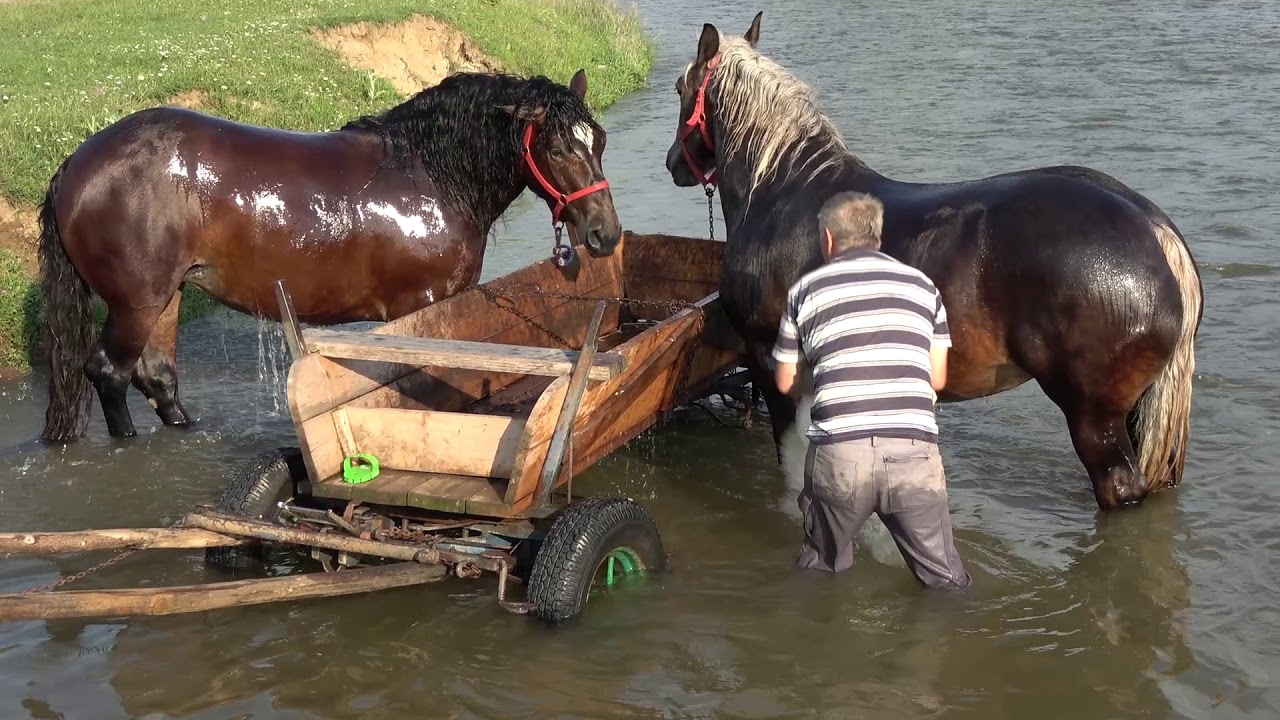 Iepele domnului Doru de la Floresti, Cluj - 2019 Nou !!!