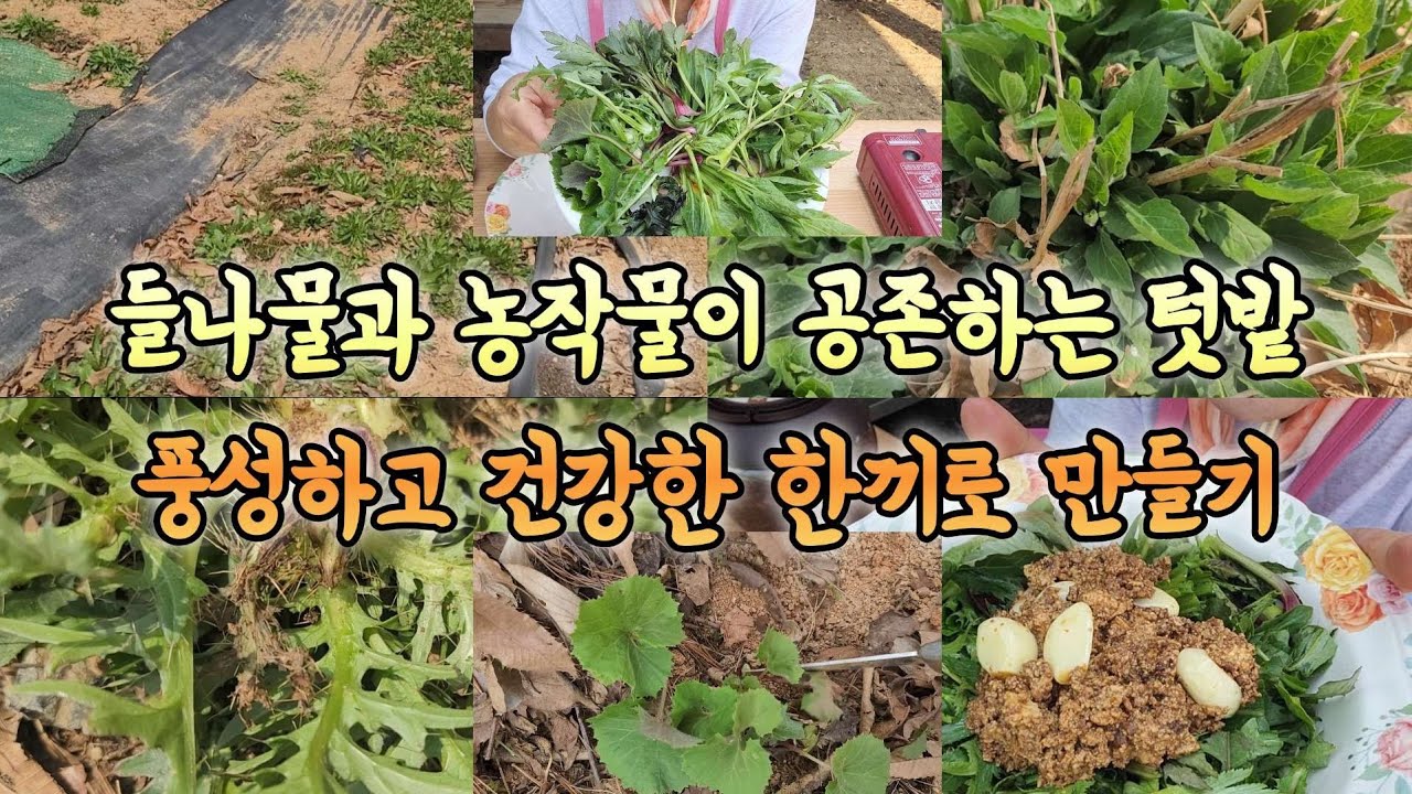 농작물과 들나물이 공존하는 텃밭 풍성한 나물거리 건강한 한끼 너무 좋아