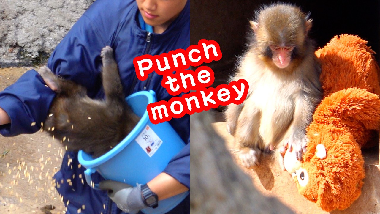 🐒 今日のパンチくん！🦧 抱っこぅ〜抱っこ 〜😍 ご飯バケツの中に身体ごと入っちゃったよう〜ママと二人で日光浴〜 😆　ご飯タイム編 🍚 二