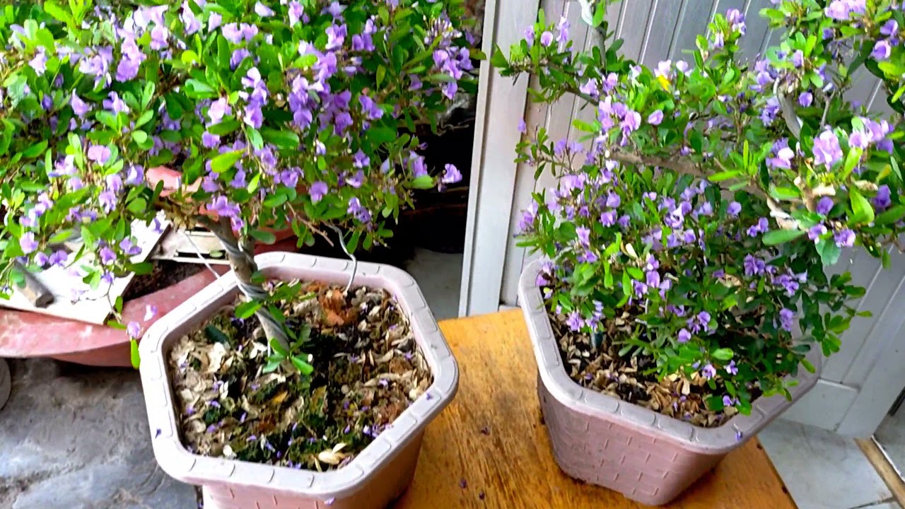 Sự khác biệt giữa cây Linh sam xiêu bông và Linh sam 86( đột biến) .@ Linh sam.