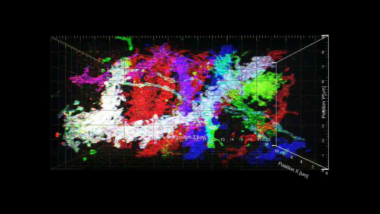 3-D visualization of Brainbow mouse hippocampus showing a branching dendrite