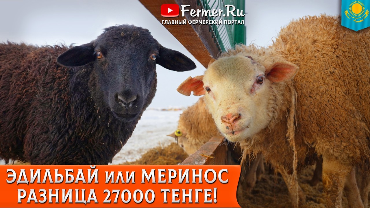 🐏Ротация пастбищ и здоровье овец. Что такое  вертячки? Нужно ли лечить овец? Опыт Ерагыя Гишларкаева