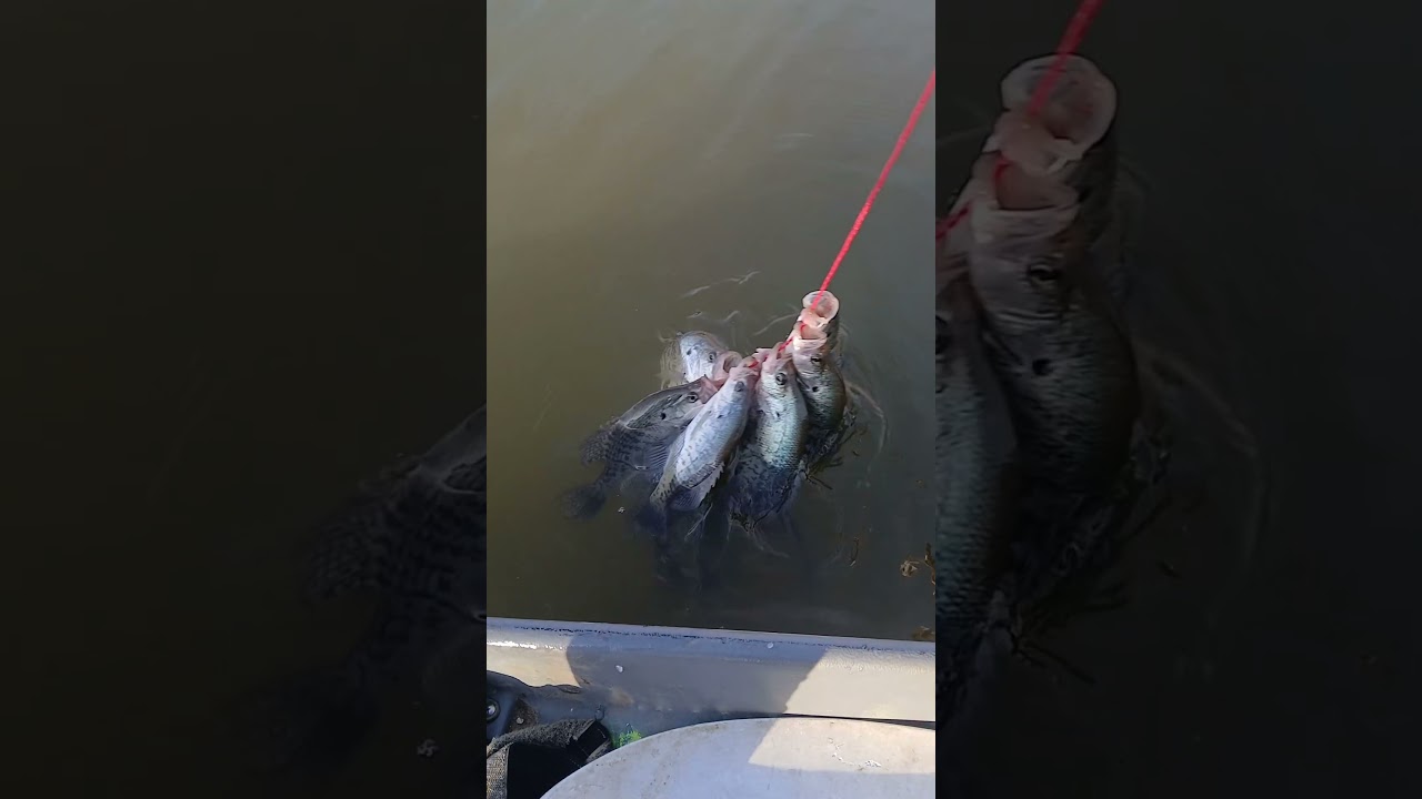 На сайте Urbansportfishing.net появились самые лучшие приманки!