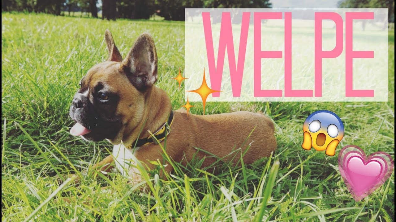HUNDEWELPE MAILO ♡ FRANZÖSISCHE BULLDOGGE WELPE | EinfachVanessa