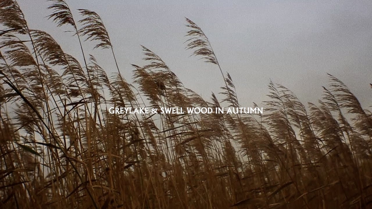 Greylake And Swell Wood In Autumn