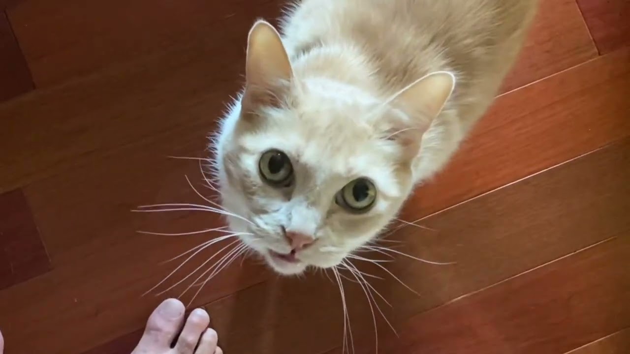 Animal Master Trainer versus two cats