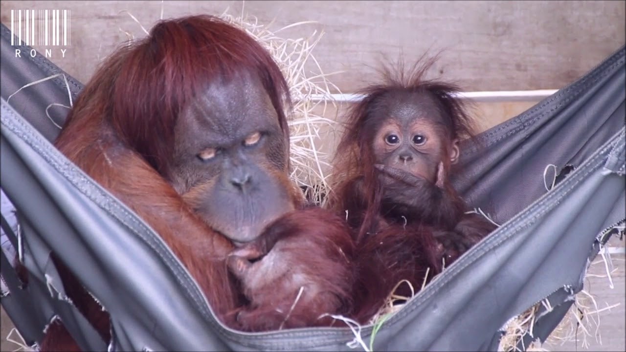Sinta, Gempa & bébé Sungai : Pairi Daiza #RonyTanuki