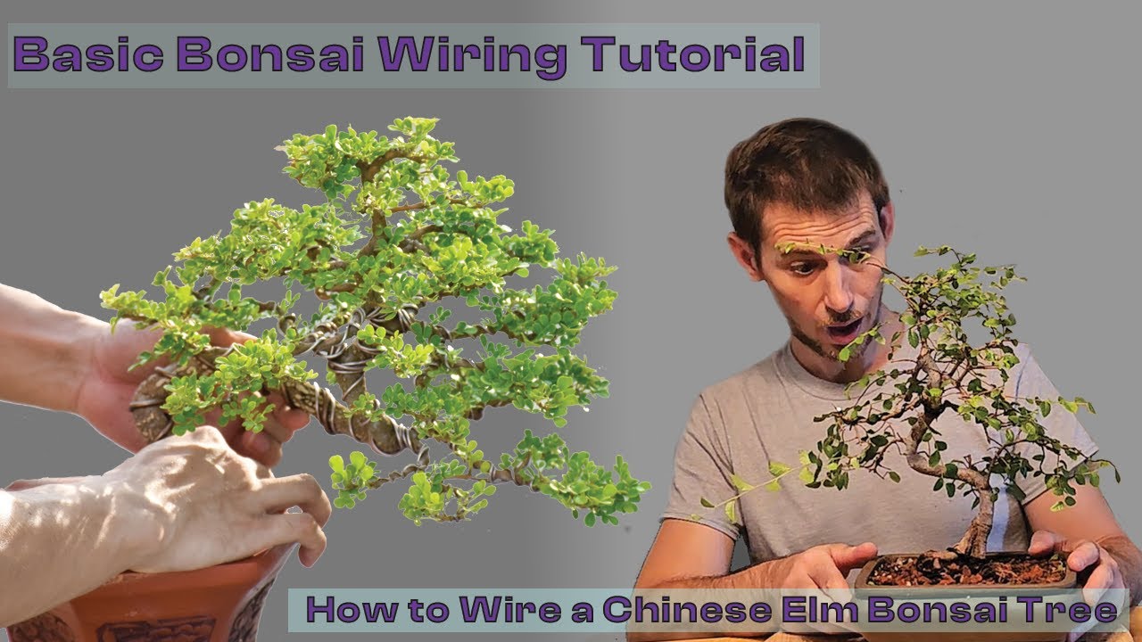 Bonsai Wiring Tutorial - How to Wire a Chinese Elm Bonsai Tree