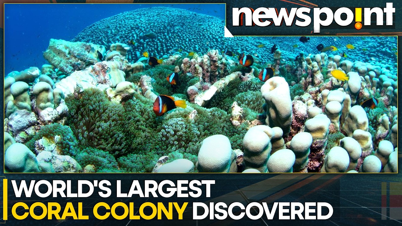 Mother-Daughter Duo Discover Largest Documented Coral Colony in Great Barrier Reef | WION Newspoint