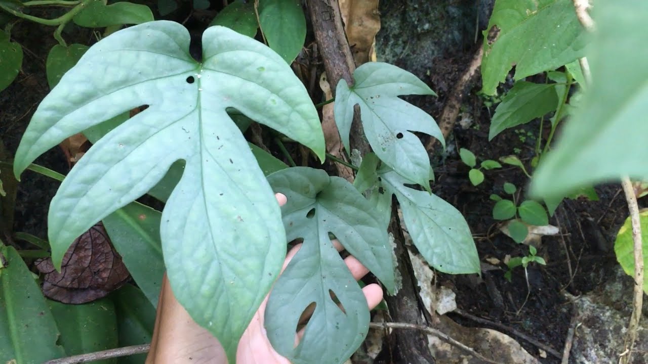 Berburu Monstera Lokal alias Amydrium Silver di Hutan Kalimantan.