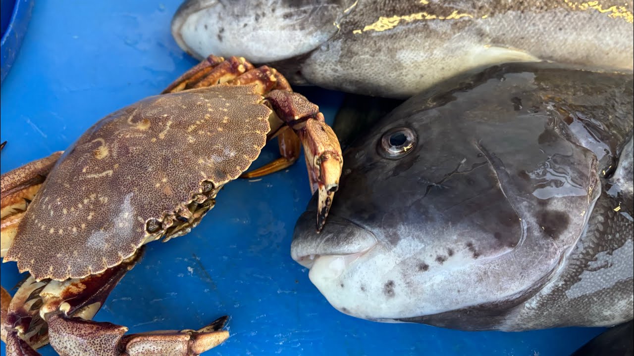Catching Your Own Crabs for Party Boat Tog! Catch and Cook