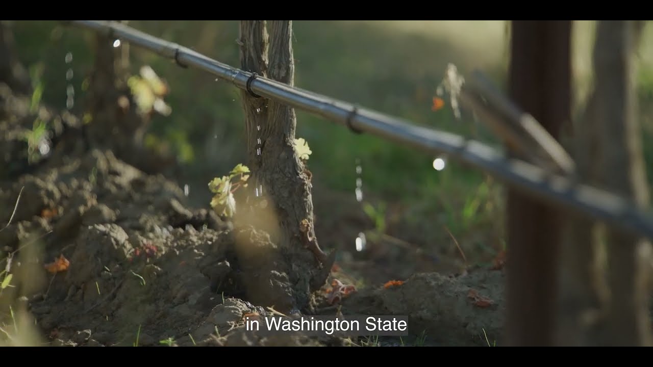 L'Ecole № 41 | Syrah