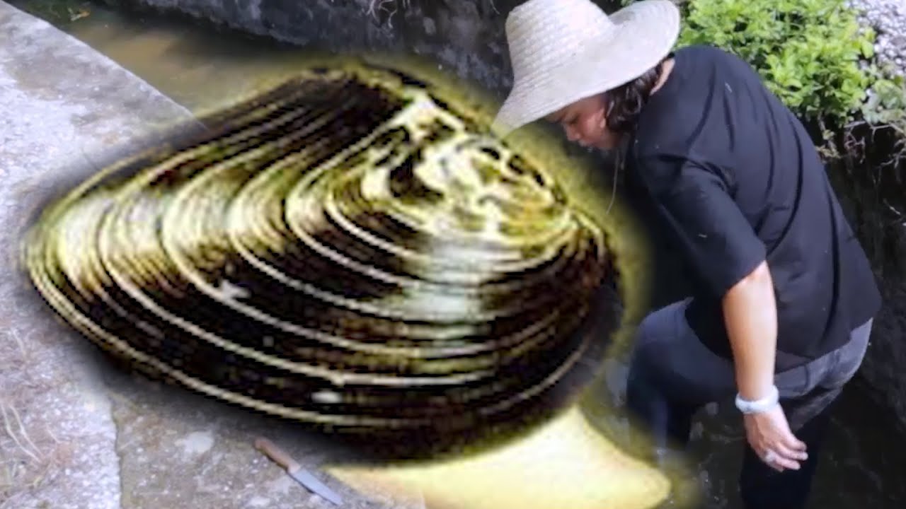 I found a rare treasure in a mother pearl clam shell, which is a golden pearl