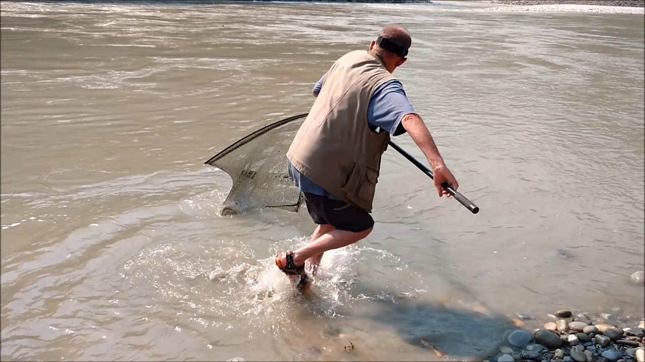 Golden Mahseer World Record - The GREATEST Fish