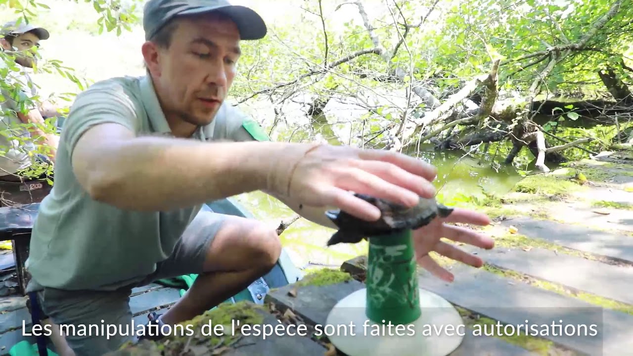 Seignosse : réserve naturelle de l'Etang Noir .