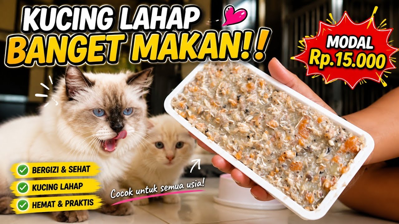 MEMBUAT MAKANAN KUCING 🔥MURAH PAKAI 4BAHAN SAJA    #catfoodhomemade #cat