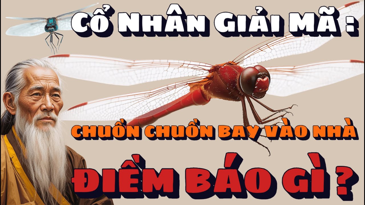 Cổ Nhân Giải Mã: Chuồn Chuồn Bay Vào Nhà Là Điềm Gì? | Tinh Hoa Cổ Nhân