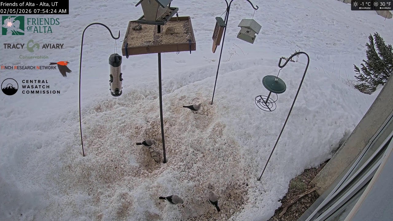 2026-02-04 - Night - Friends of Alta - Alta, UT - Live Stream Bird Feeder Cam