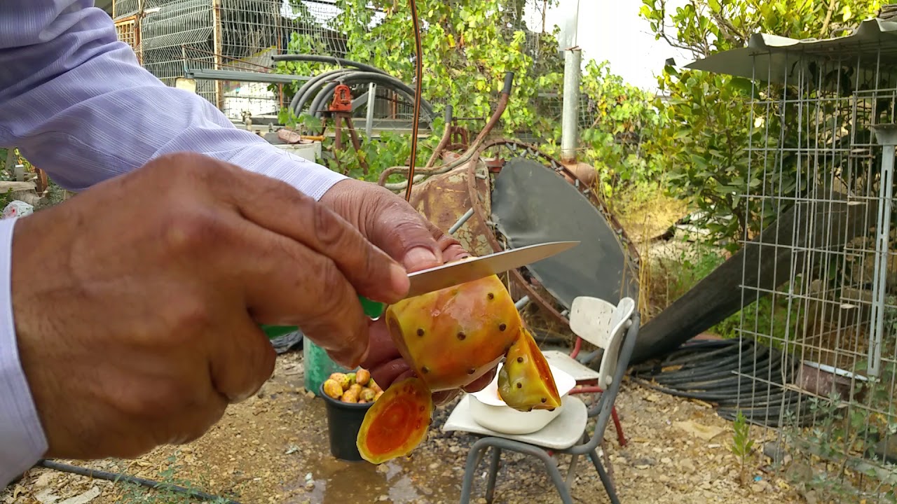 קילוף סברס