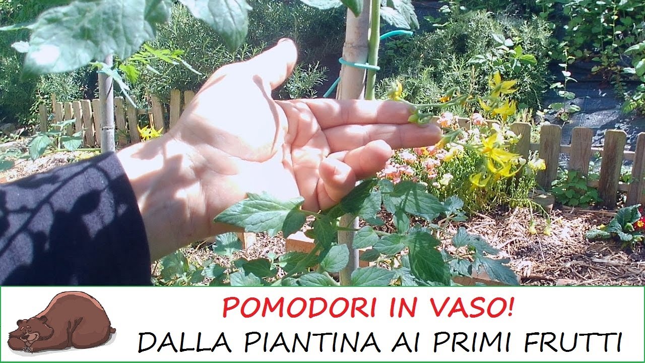Hai un balcone? Come coltivare il pomodoro in vaso!